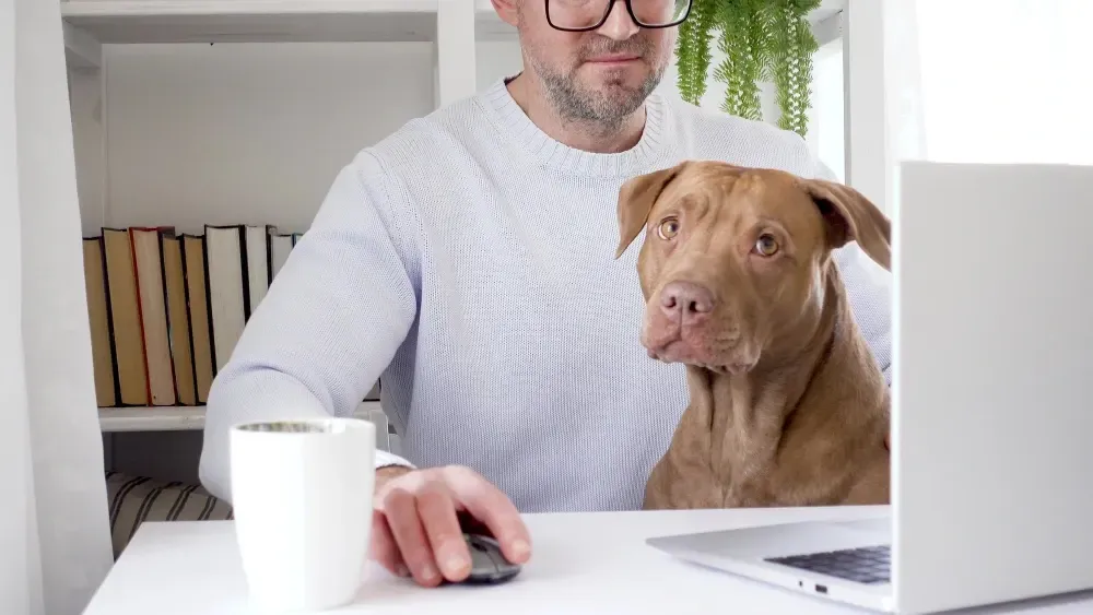 Hund liegt entspannt im Büro