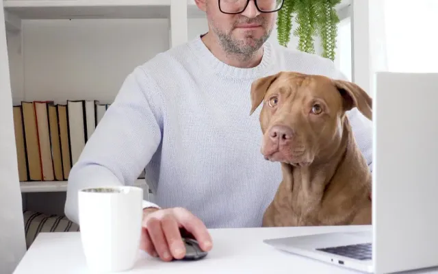 Hund liegt entspannt im Büro